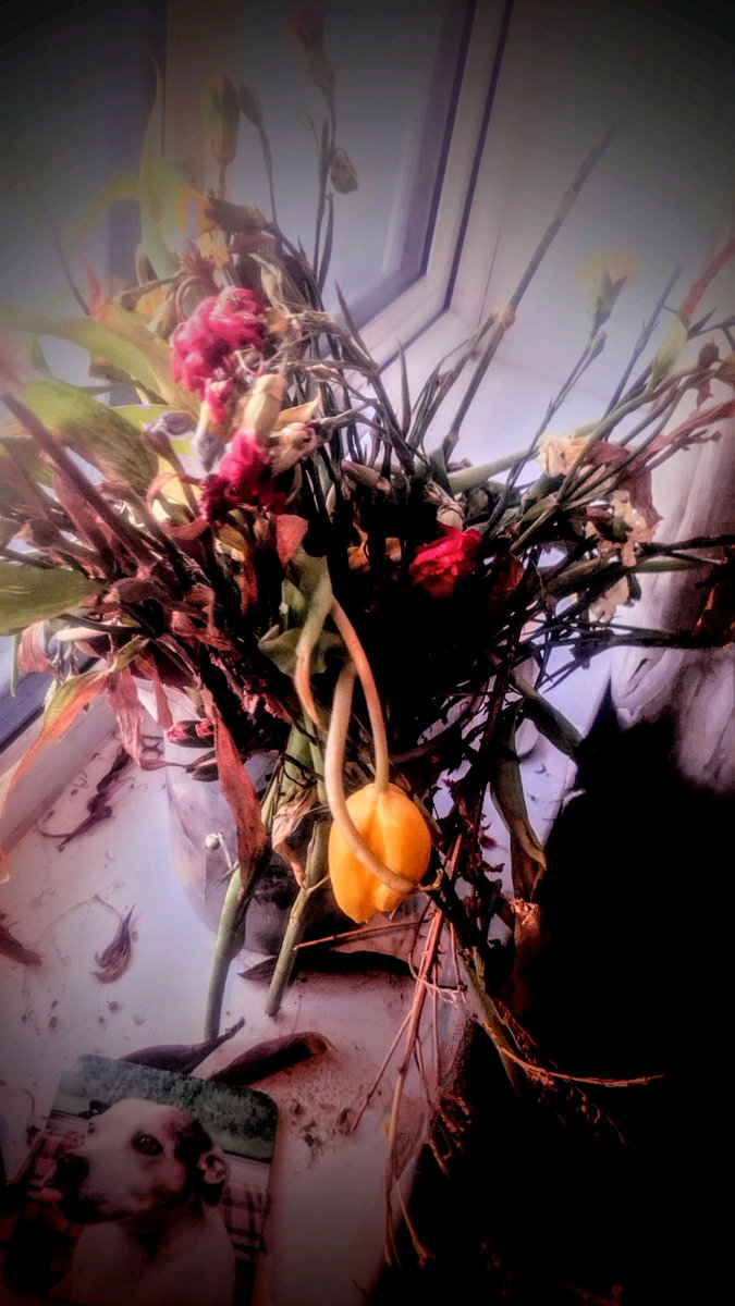 Stun Hunter tweet media