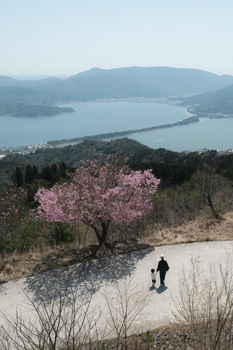 天橋立が見える展望台行ってきたけど、ほんまに絶景やな…
桜も咲いてるしで最高（´-`）.｡oO