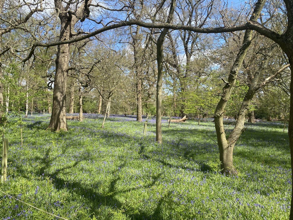 Early bluebells