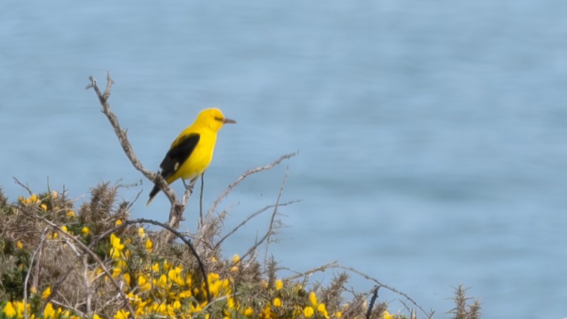 Cracking adult Golden Oriole at The Lizard today. Thanks to the finder @RupertEvershed and nice to meet you. @CBWPS1 @RareBirdAlertUK