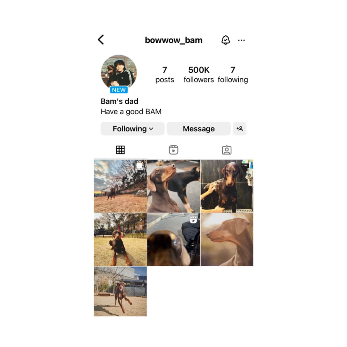 chartjungkook's tweet photo. Jeon Bam becomes the fastest dog to reach 500k followers on Instagram. https://t.co/1ypxFReWY2