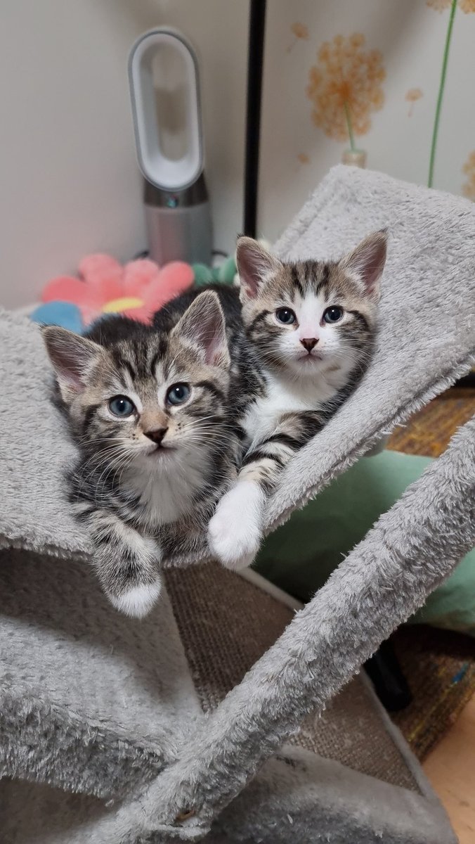 Dassi Erlich #Leiferisback tweet media