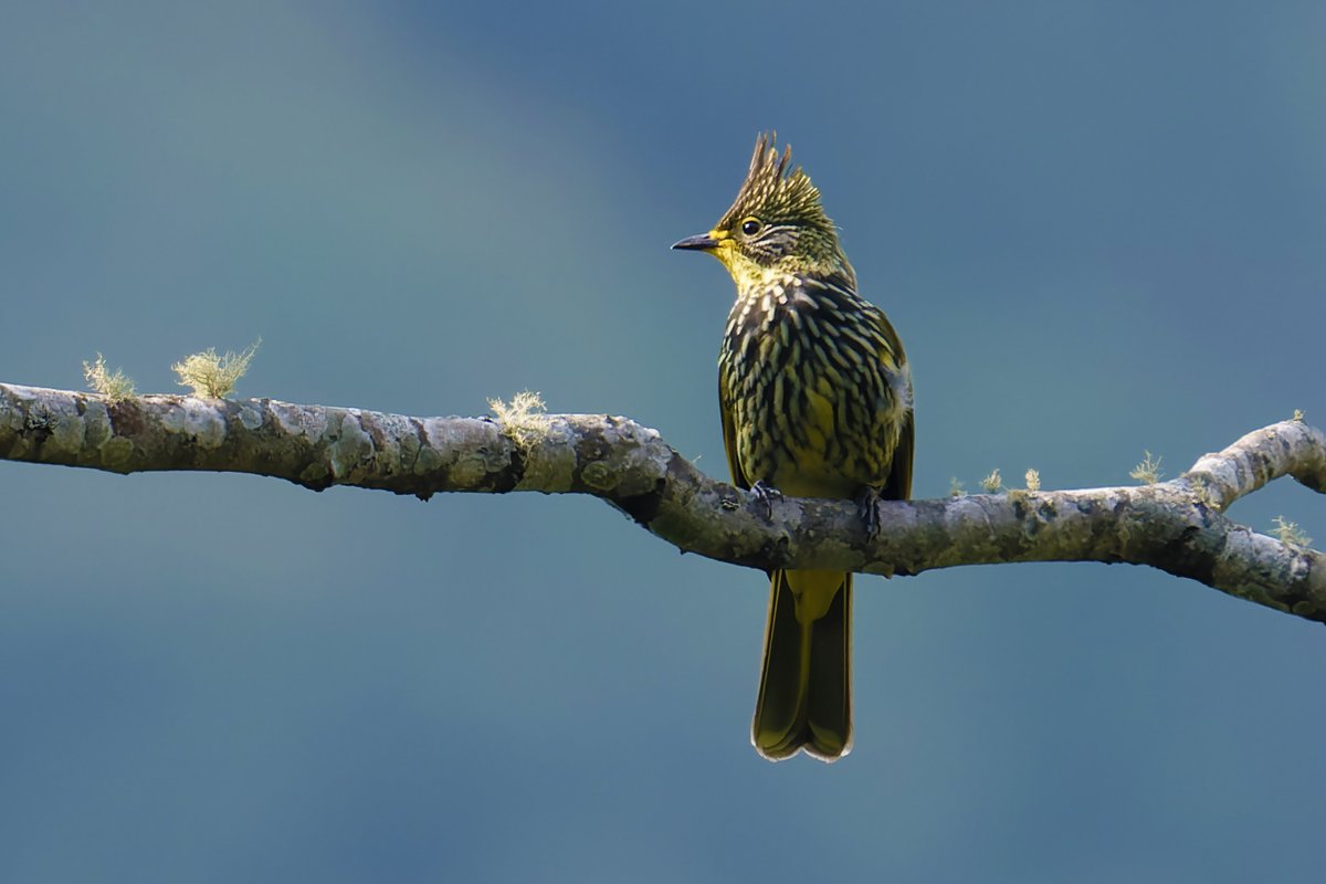 Striated Bulbul: The Unique Bushy-Crested Songbird of Montane Forests!

@pargaien @UKNikon #indiaves @Natures_Voice #ThePhotoHour #BBCWildlifePOTD @AnimalPlanet @DiscoverKorea_ @WildlifeMag @NikonUSA @natgeoindia @BBCEarth #BirdsOfTwitter @DiscoverMag #BirdsSeenIn2024 #birds