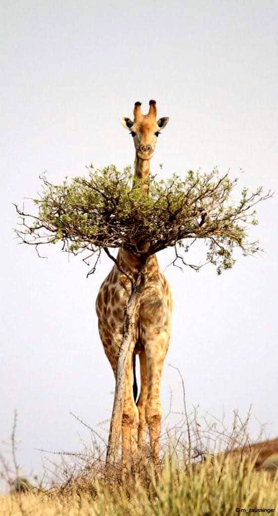 Giraffes are the tallest mammals on Earth. Giraffes can run as fast as 35 miles an hour. Giraffes only need to drink once every few days. Giraffes only need 5 to 30 minutes of sleep in a 24-hour period. Giraffes are fucking shit at hide and seek.