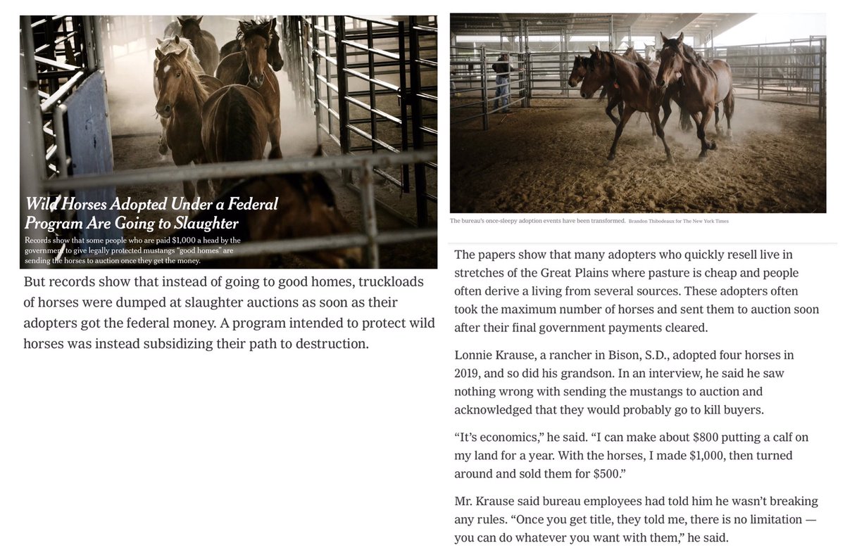 Blueequus775's tweet photo. .@BLMNational @BLMWHB pay people $1000 to “adopt” a horse or burro &amp; after 1 year, they give these “adopters” the title. BLM tells everyone they find these animals “good homes”, but visit a kill pen sometime &amp; see where many end up. Meanwhile, cows remain free. https://t.co/e8Kn3s2fa5