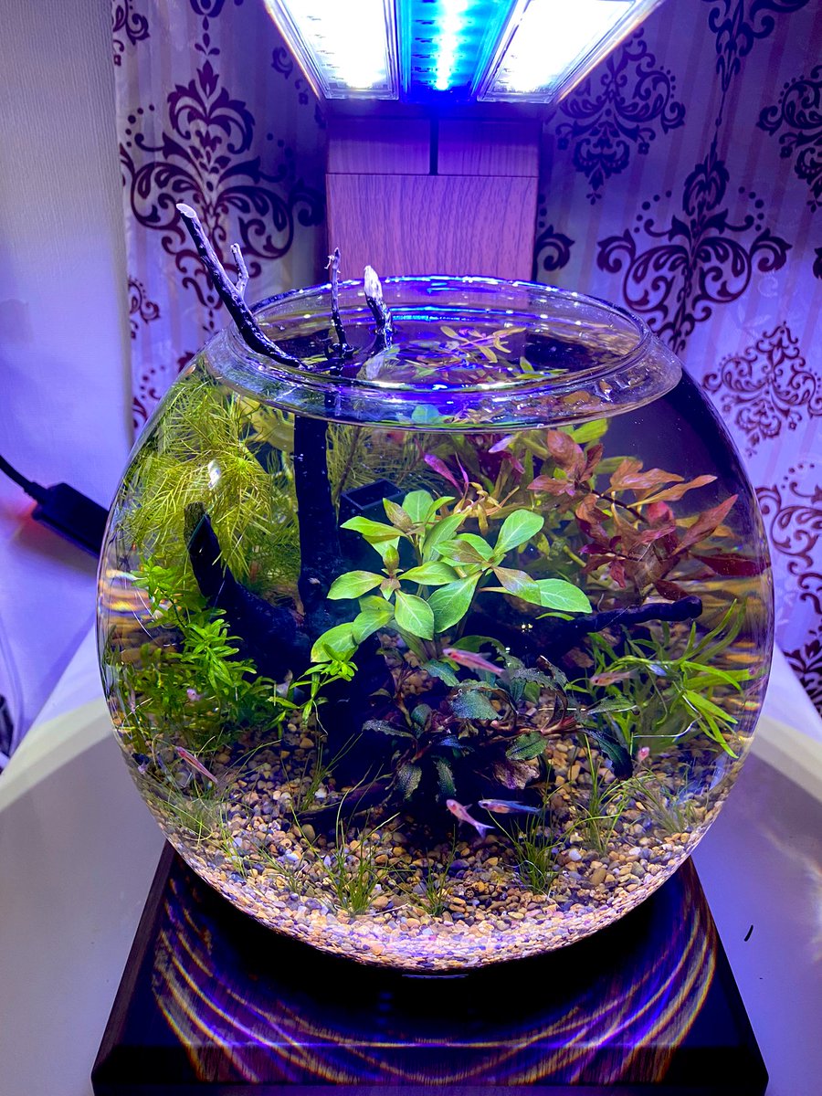 Sane_Xga's tweet photo. ペルコはまぁこんなもんでいいかな？
同時期に青いLED発売されたので一個追加。
黄ばみがちなボトルアクアに青が入ったことで見事に涼しげな雰囲気になって正解。しかし背景がよくないね🙄

お魚はブリジッタエ、アクセルロディブルー、あとレッドビーがチラホラ

#PERCO #GEX https://t.co/rNpcIg2Cpv
