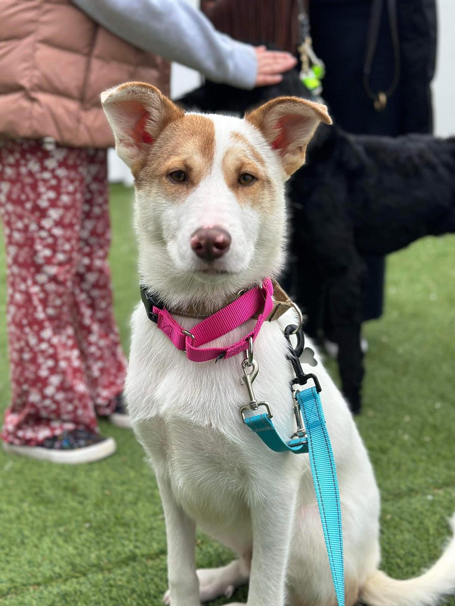 Meet Sweet Cheeks, a six-month-old puppy overflowing with puppy love and lots of kisses! Friendly, playful, and excellent with kids, this quick-learning pup loves exploring, cuddling, and showering everyone with wags and kisses. He👇