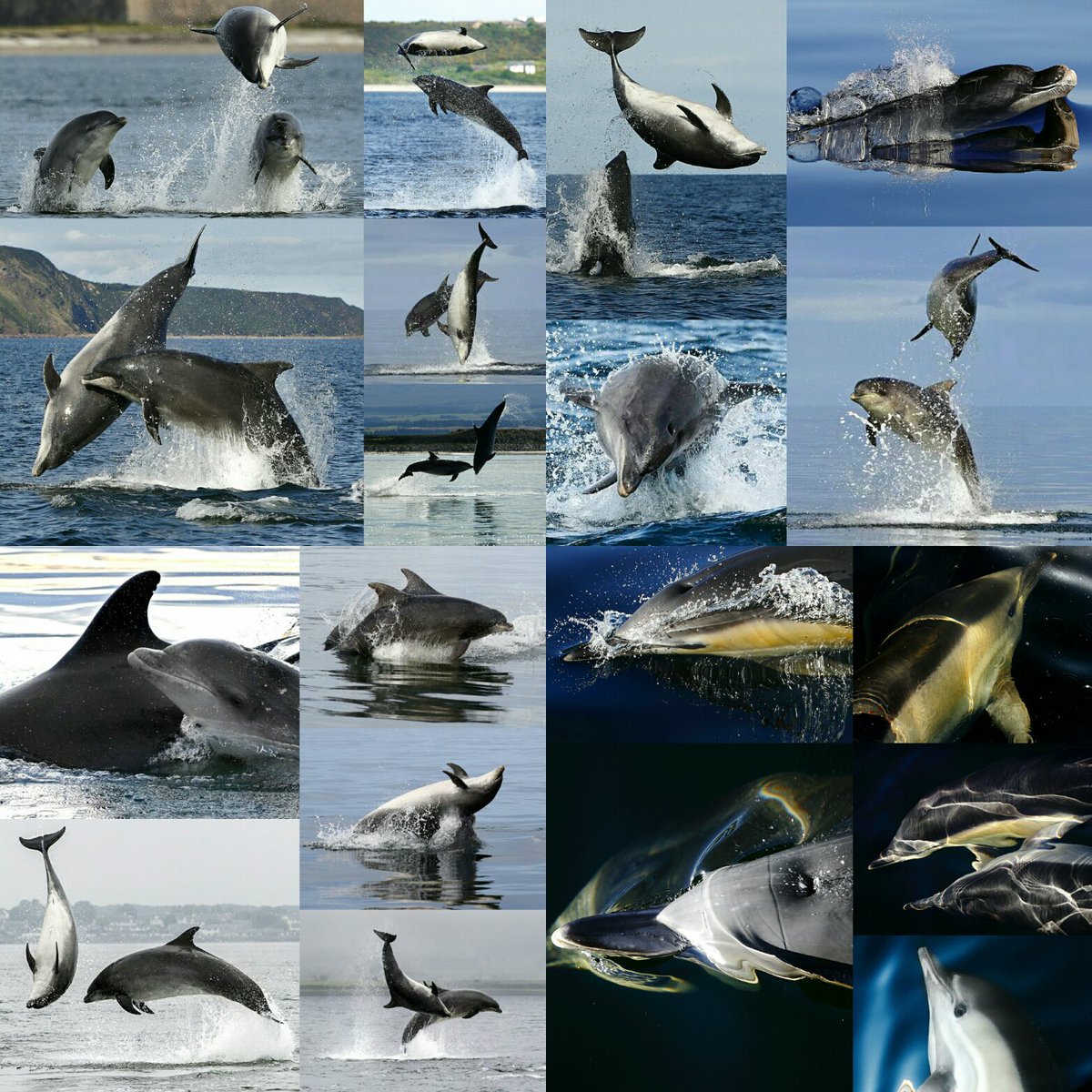 Happy #DolphinDay folks 🐬😍 <a href="/Dolphinsighting/">Dolphin Centre WDC</a>