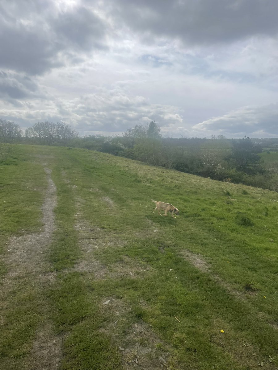 RonnietheBorder's tweet photo. First summer walk of the year #BTPosse https://t.co/4FrQzJuiae