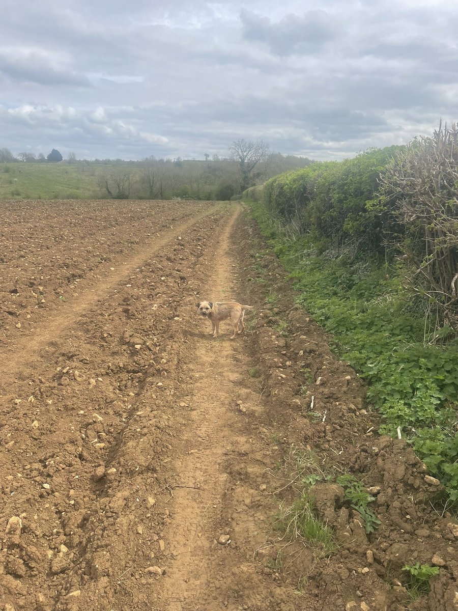 RonnietheBorder's tweet photo. First summer walk of the year #BTPosse https://t.co/4FrQzJuiae