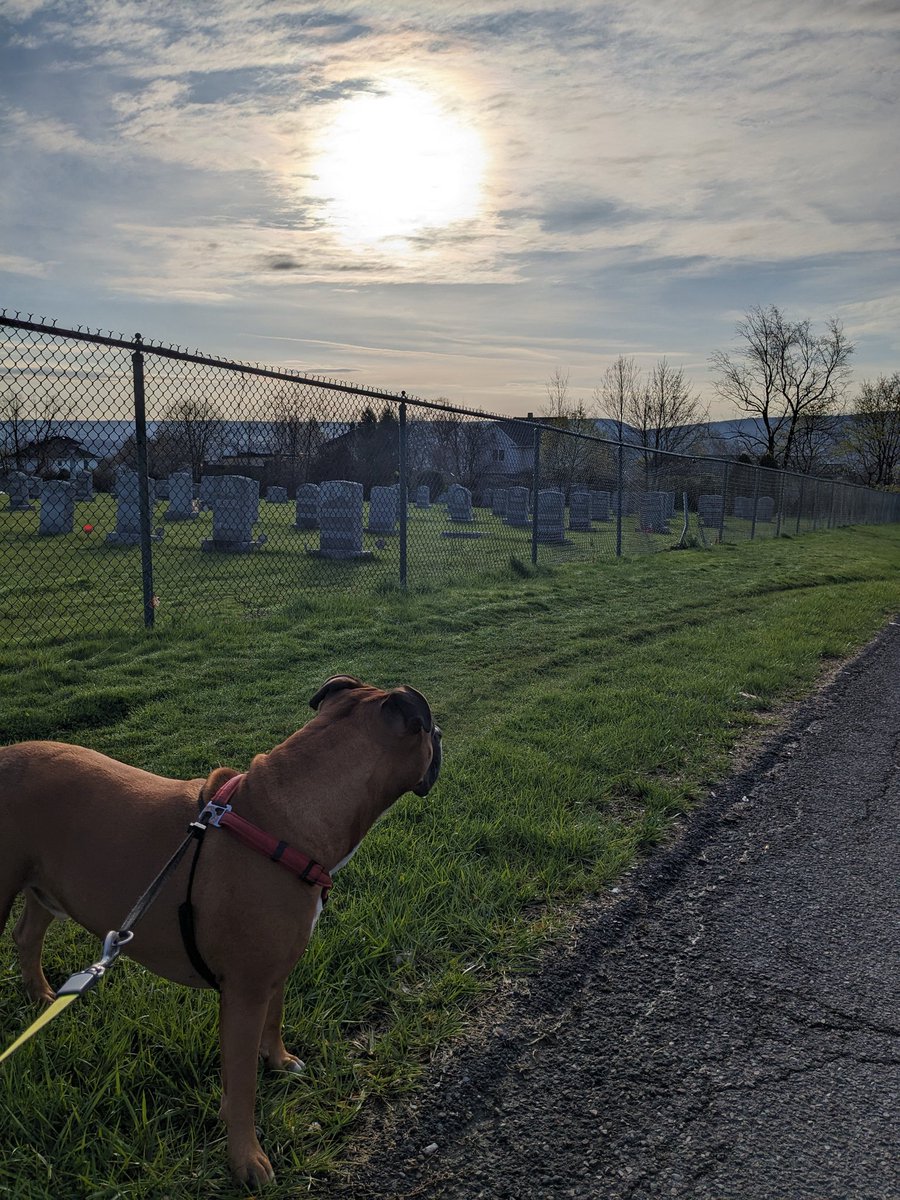 Another beautiful sunrise sent from all our angels from the bridge
It's me Teddy B #bromocrew #RIPBellaBoo #RIPKonaGoodBoy 
Have a great day crew ❤️❤️❤️❤️