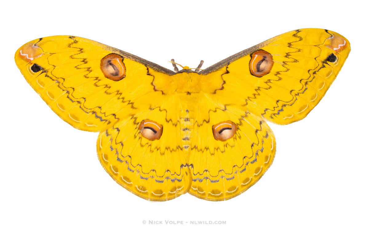 LOOK AT THIS MOTH! 😍💛 I have spent most of my weekend editing all the MOTH photos I took in 3 nights at Fraser's Hill in Malaysia! 🦋🌳 I just uploaded a HUUUGE MOTH COLLAGE to our Patreon if you want to help our journey of photographing the world's inverts! 🙌