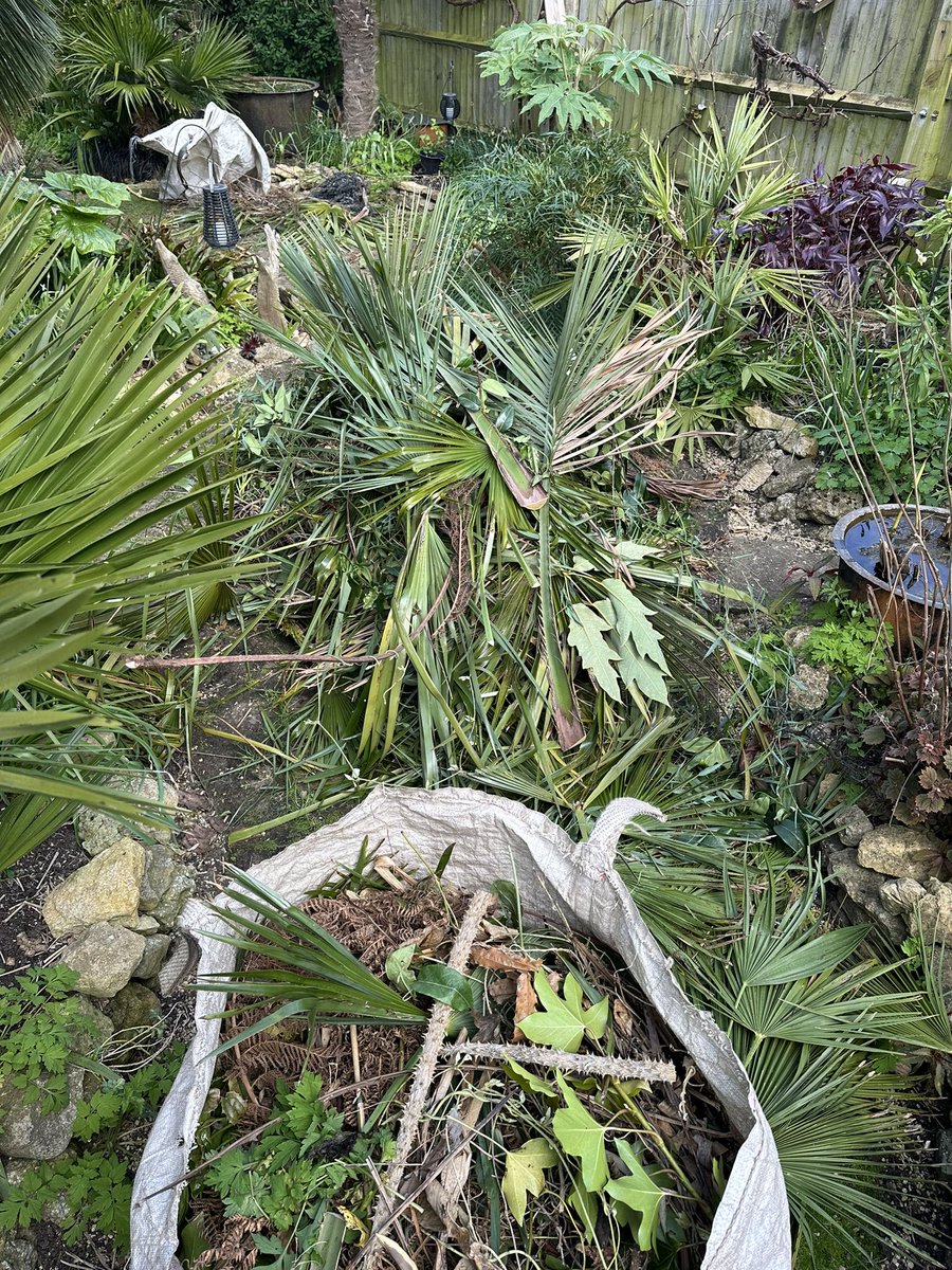 There is some long overdue, serious cutting back being done in the garden here today. The palms seem to have instantly grown another 4ft in height when you remove the lower leaves off of them. Looking forward to the lower canopy of gingers etc to fill out the void.