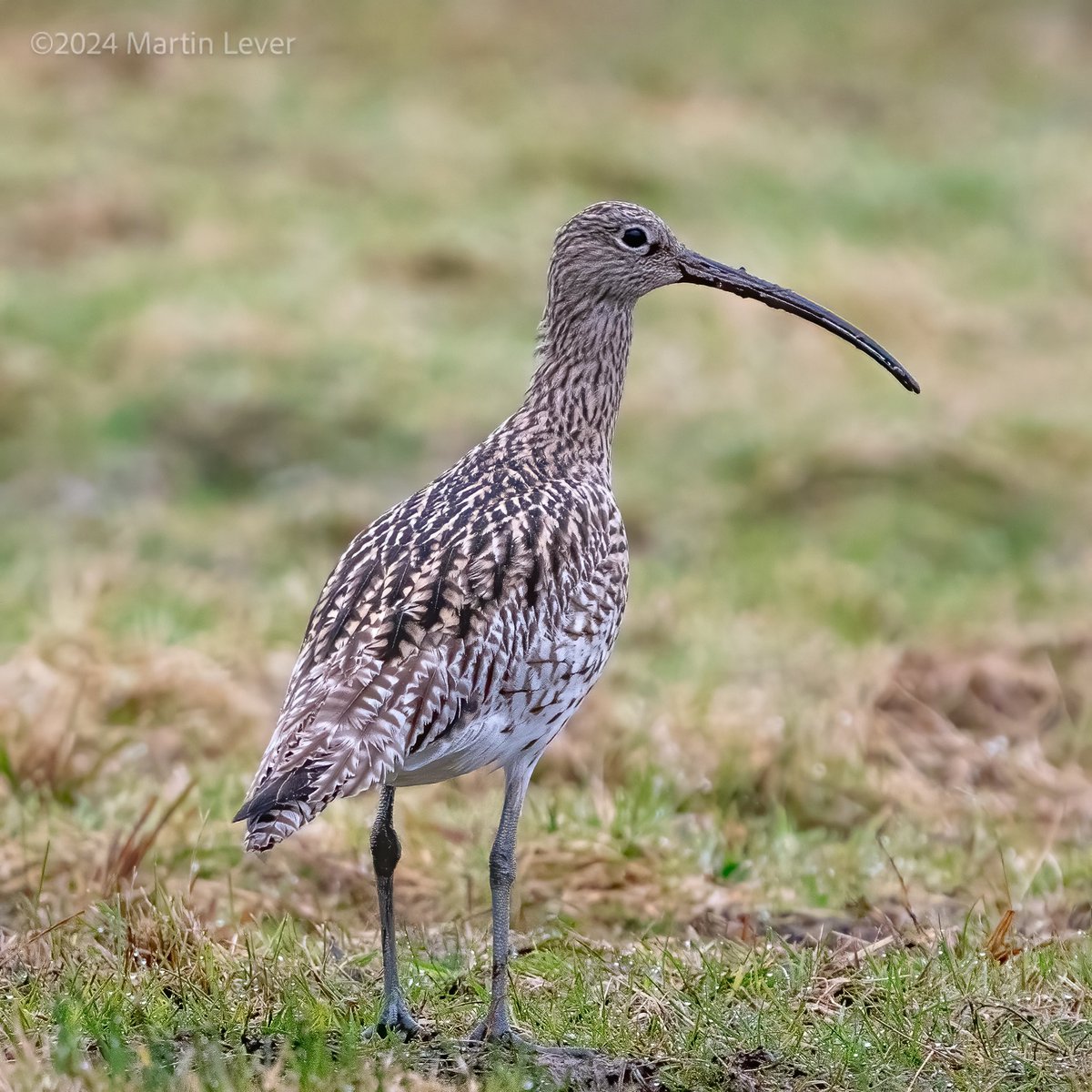 A regular from my local birding site for #WorldCurlewDay #Curlew