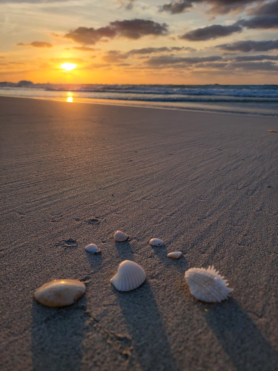 daimi_89's tweet photo. 🌊🐚 https://t.co/1LjWr6J6kJ