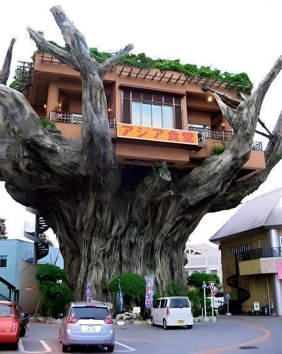 Amazing Treehouse Restaurant.
Okinawa. Japan🇯🇵