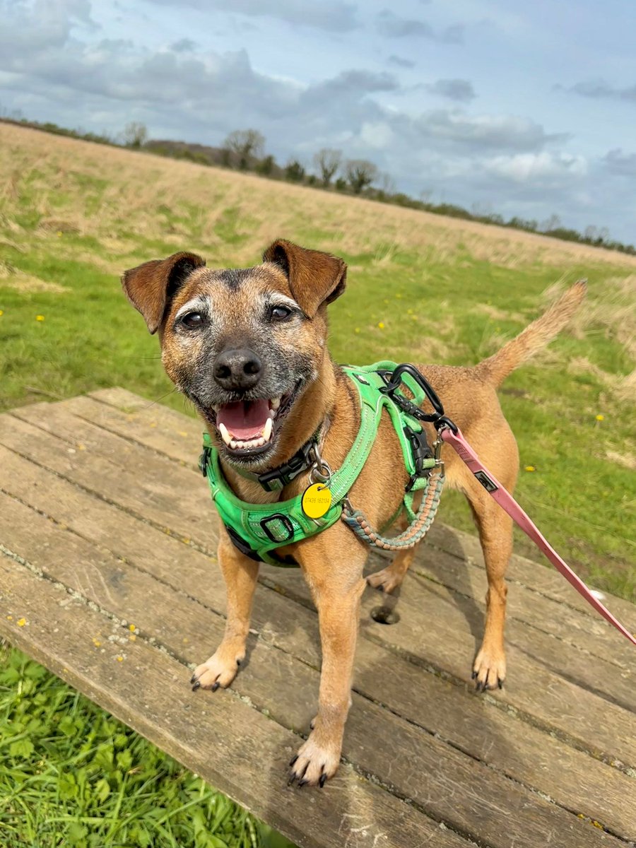 Huge #SundaySmiles from Dexter!! 😁😁😁 Find out more about this cheeky little chap👉 bit.ly/49YxxTf #RescueDog #HappyFace #HappyDog #Terrier #AdoptDontShop #AdoptADog #INeedAHome #Leeds #SundayFunday @DogsTrust