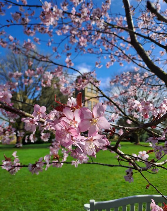 Look carefully between the pastel pink petals – can you tell us which historic house is hiding behind the blossom? #BlossomWatch