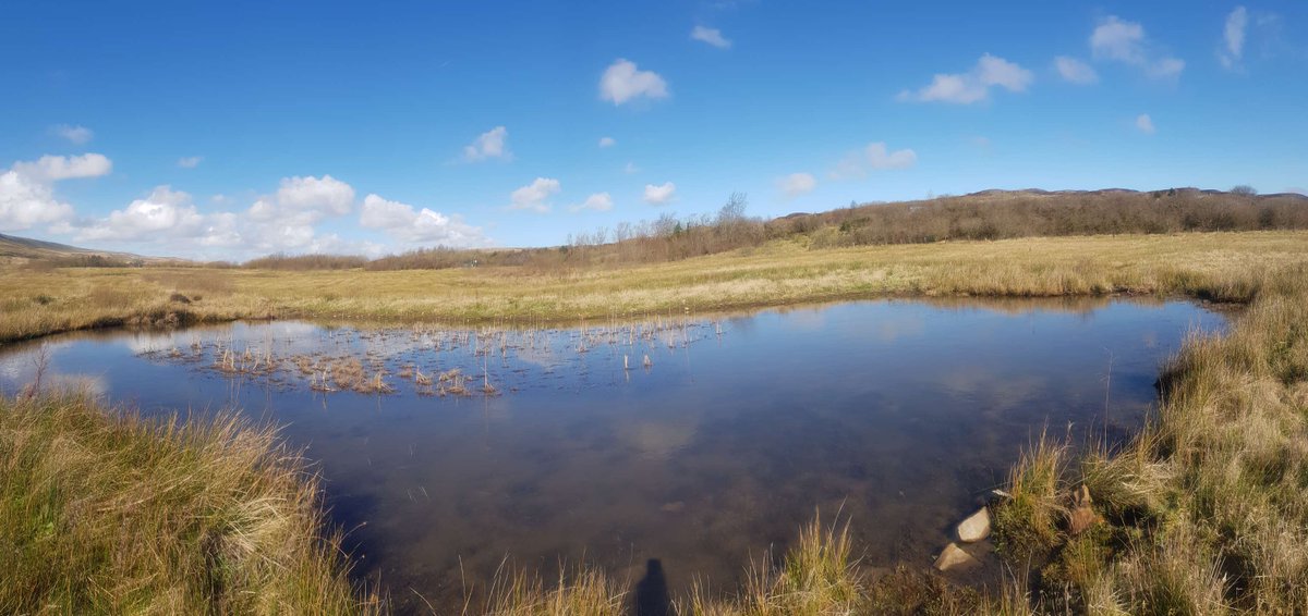 Our South Wales officer took the opportunity to check on some ponds that we created back in 2022 for great crested newts in #Torfaen. The ponds are now looking well established & will be surveyed later in the season🔍🗺️ Find out how you can get involved: arc-trust.org/Pages/Category…