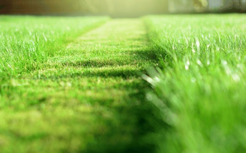 It’s that time of year to start paying attention to your lawn, particularly since lawn care jobs carried out now in spring are the ones that will help get the grass in the best possible shape for the summer to come. buff.ly/4a7fg5T