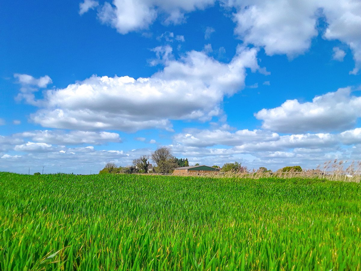 A gorgeous day in the Fens today @WeatherAisling @ChrisPage90 @itvanglia #LoveUKWeather