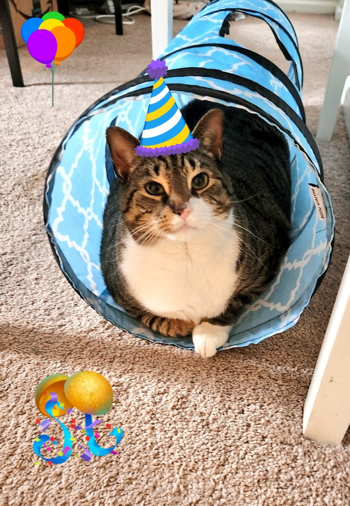 Today is my 4th Birthday!!! 🎈 🎊 🎁 Mom and dad wont stop kissing my head! 🙀😻🎉