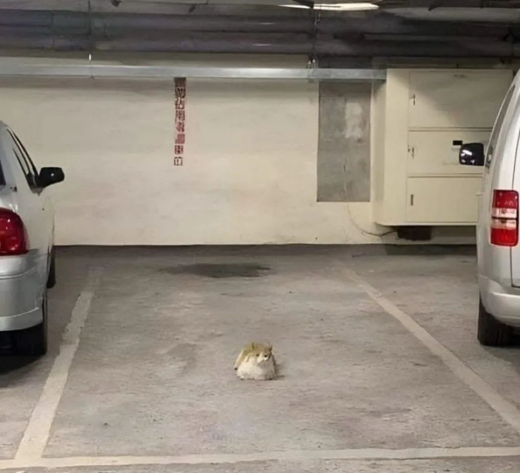 CarPark