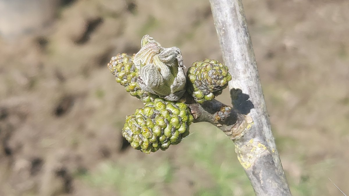 Walnut flowers beginning to emerge on a young Broadview tree as the leaves start to unfurl. 🌱