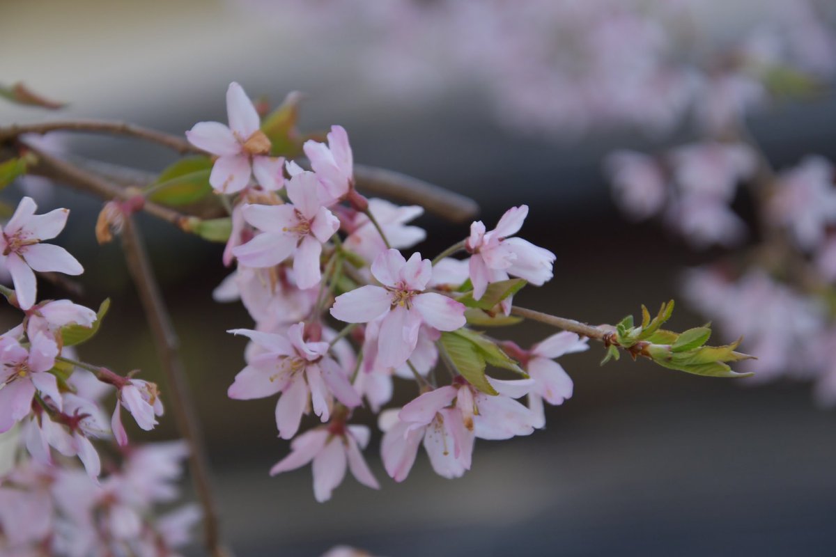 mstdlll's tweet image. サクラサク