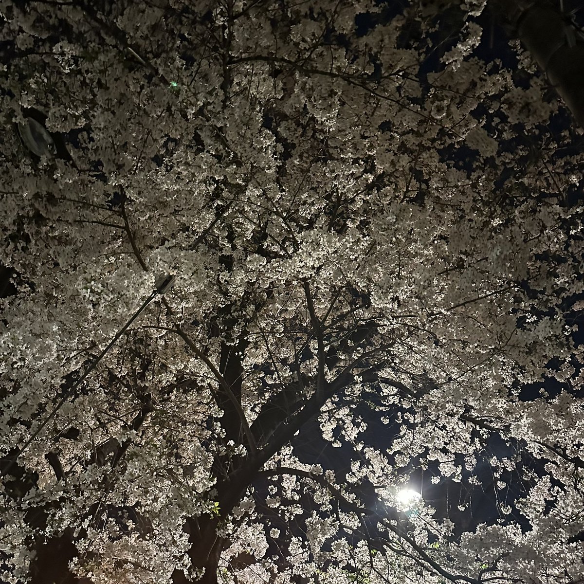 縁は桜木、夜は恋