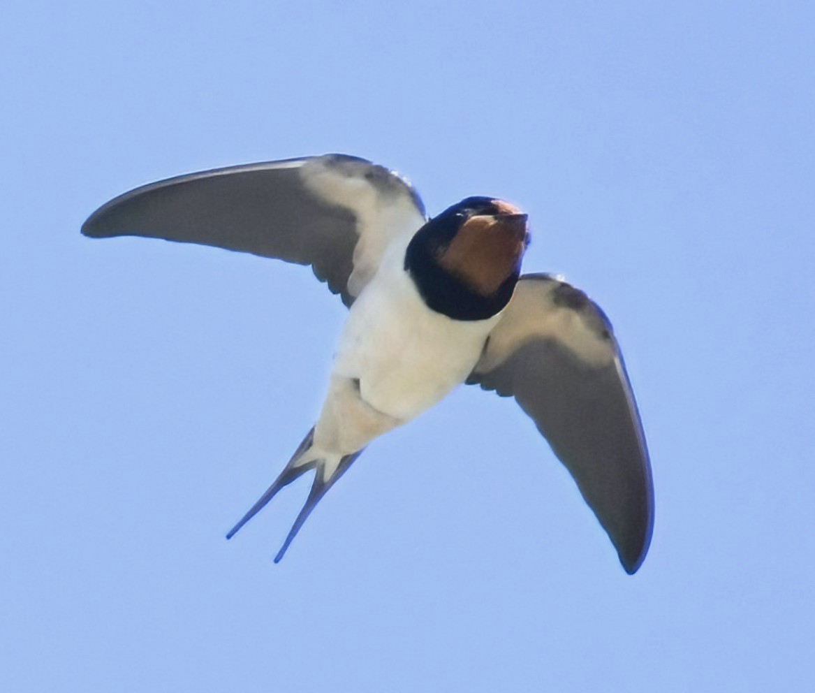 Swallow. My first of the year