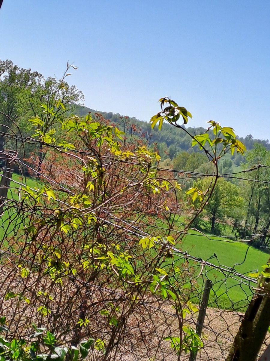 #ForteAmore #ScrivoQuelCheSento  Per ogni battito di ciglia vi era musica,
in ogni dove salzava al cielo 
canti e suoni di strumenti antichi!
Lontani erano gli echi dei tamburi di un Palio che dovrà giungere,
rintocchi di campana 
si fecero spazio
sino a stringersi al cuore!