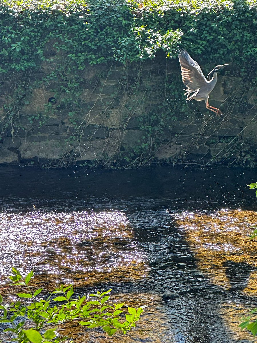 Saw this beautiful yellow-crowned night heron along Sligo Creek in Silver Spring