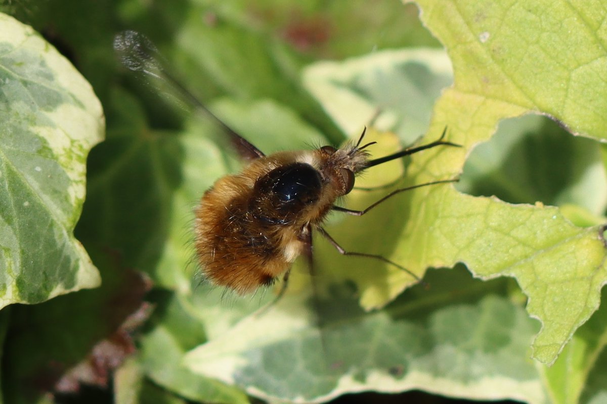 Nature in my garden. My little plot in South London is brimming with beeflies - Bombylius major. Pollinating and twerking as is their way! There is so much urban nature to be enjoyed @SoldierfliesRS @DipteristsForum @NHM_UKBiodiv @RoyEntSoc @amentsoc @LNHSoc