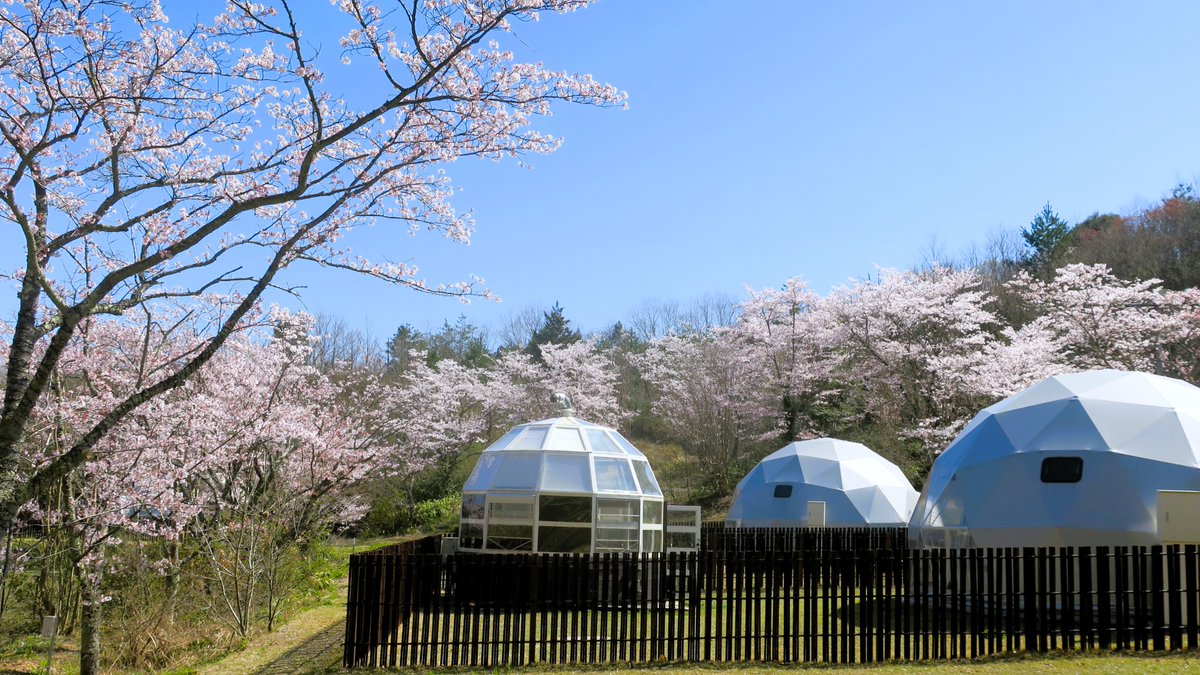 On April 11th, my wife and I stayed one night at a Japanese-style hotel in Kaga Onsen, Ishikawa Prefecture. The photos are of a dog-friendly accommodation located behind the hotel. The guests were playing with their dogs while the cherry blossoms were in full bloom. #加賀温泉