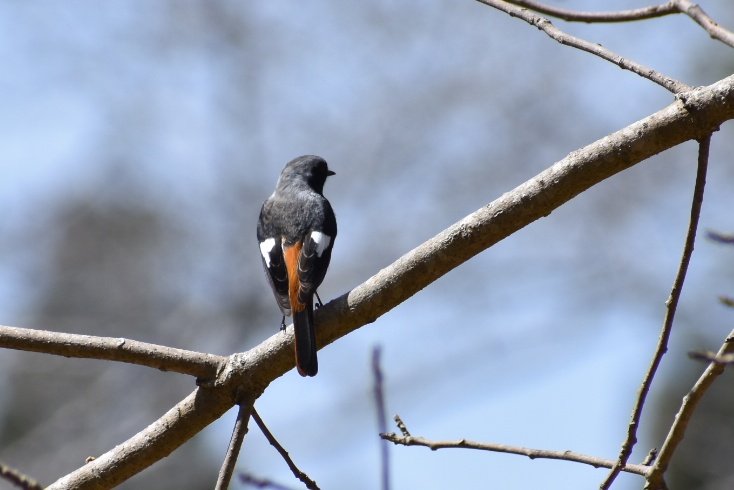 お散歩@大きな公園 まだいるとは・・ 次のシーズンも また会おう #野鳥 #ジョウビタキ #尉鶲 #ジョビ男