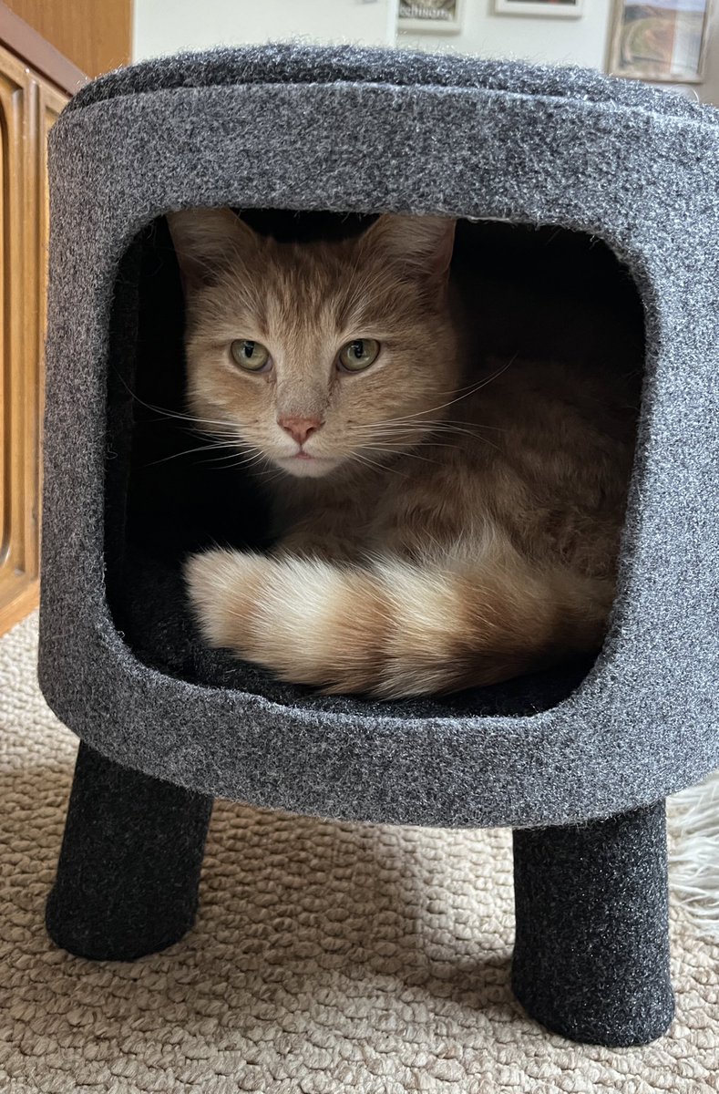 Mary & Ralph are donating this little house to local cat charity, thought I would try it for size but too small for me too. Wish I was a kitten again 😻🧡 #CatsOfX #adoptdontshop #rescuecat #catlovers #catboxsunday