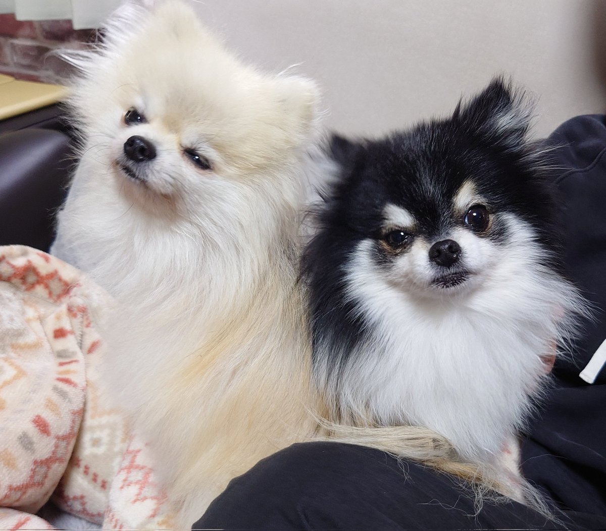 ぶちゃいく🩷 #ポメラニアン #pomeranian #こまてま #犬のいる幸せ