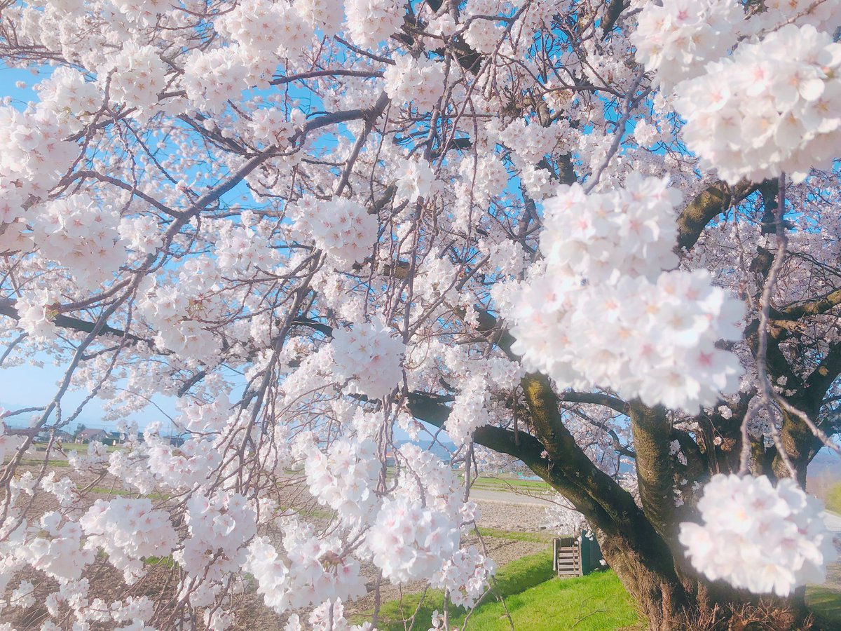 1girl flower outdoors sky day blue sky tree  illustration images