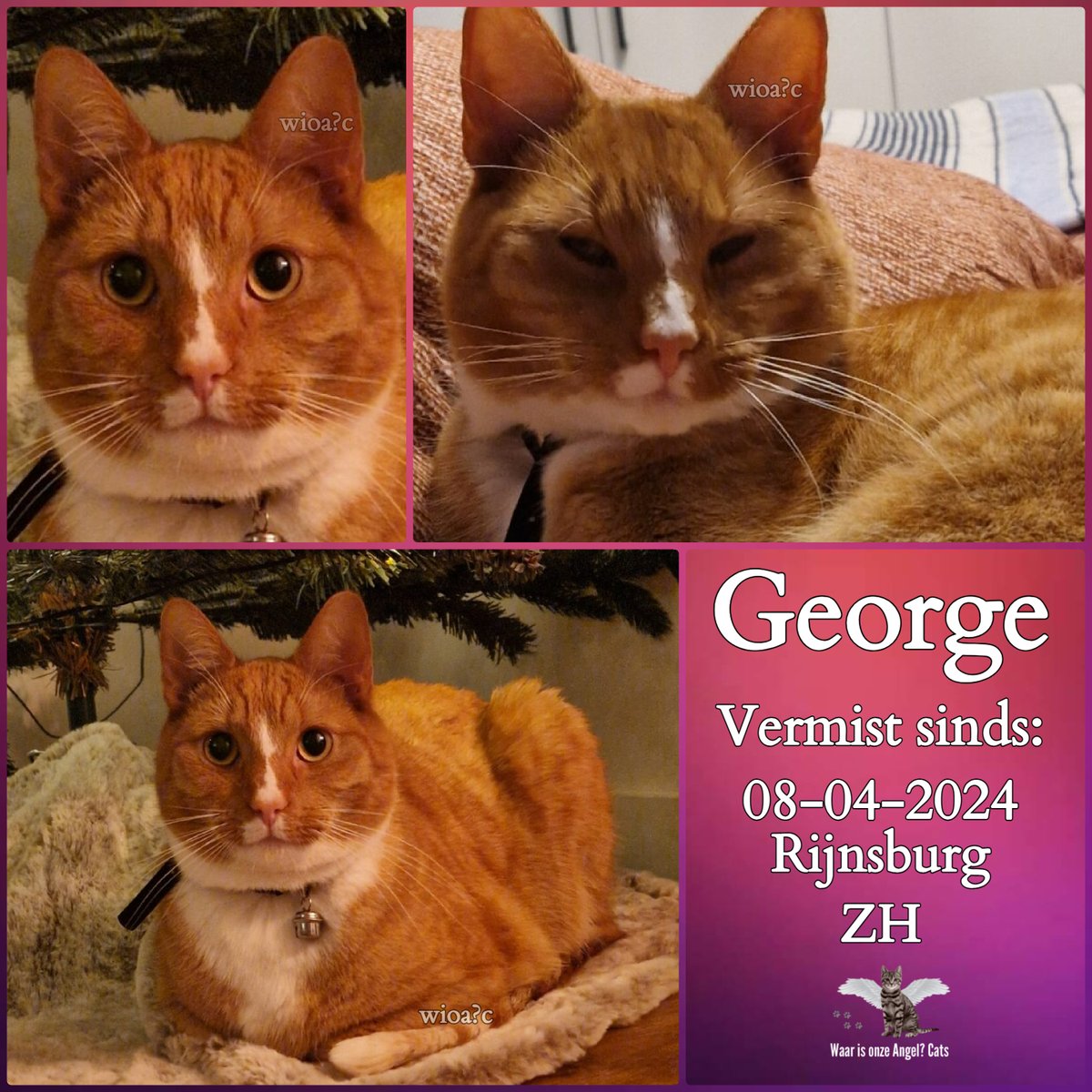 George #Vermist sinds 08-04-2024 te #Rijnsburg #ZuidHolland #Nederland 

facebook.com/photo/?fbid=72…