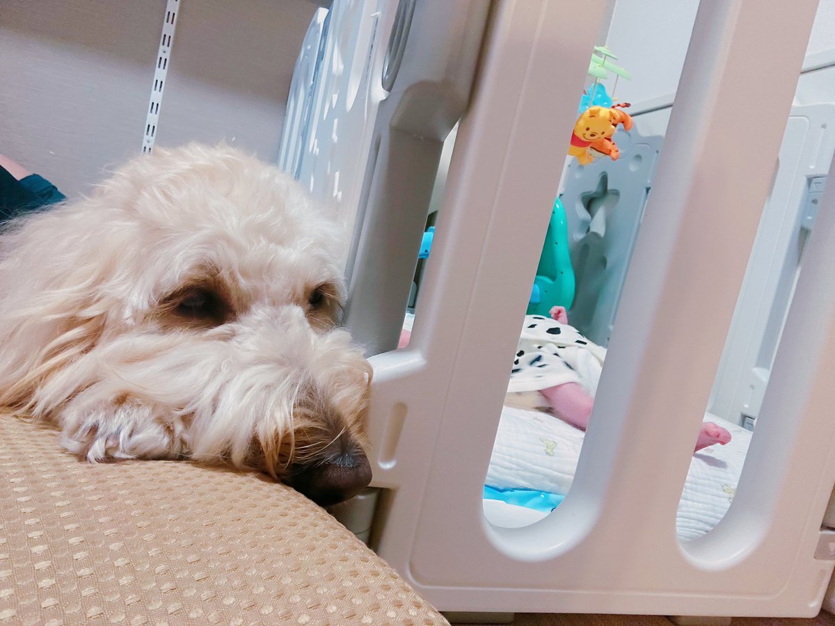 むぅちゃん赤ちゃん気になる
#ゴールデンドゥードル #Goldendoodle  #犬のいる暮らし