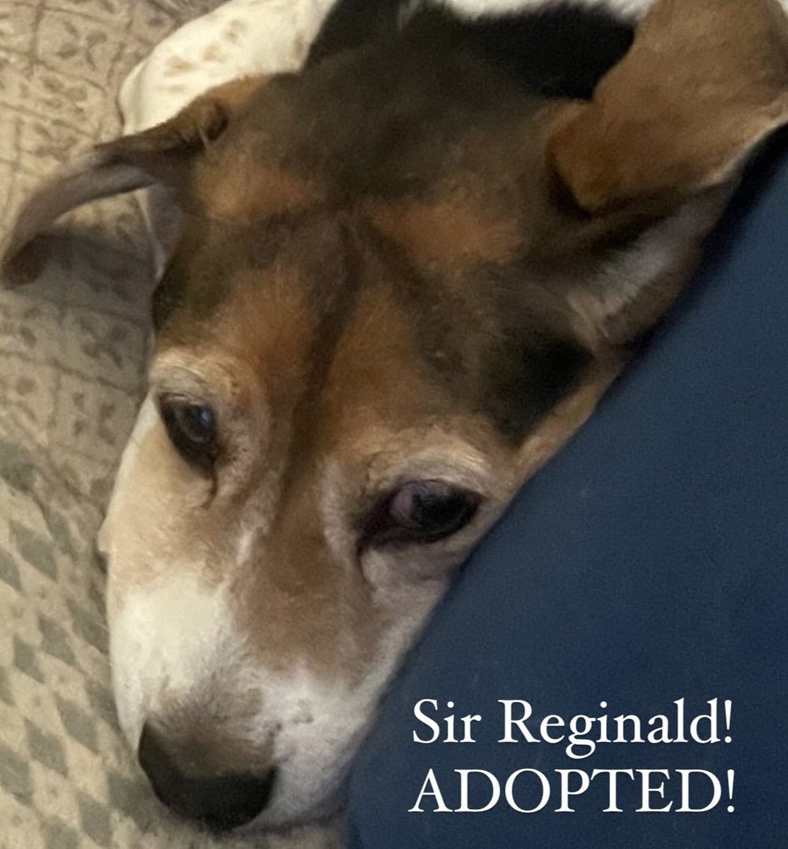 Sir Reg will live the rest of his life with love! #labtolove #seniorbeagle #goodtroubleincanada #crueltyfree #crueltyfreecanada #onebeagleatatime #dogsknownoborders #safety #freedom #love #adoptdontshop #rescue #beaglesofinstagram #beagles #endanimaltesting #thebeaglealliance