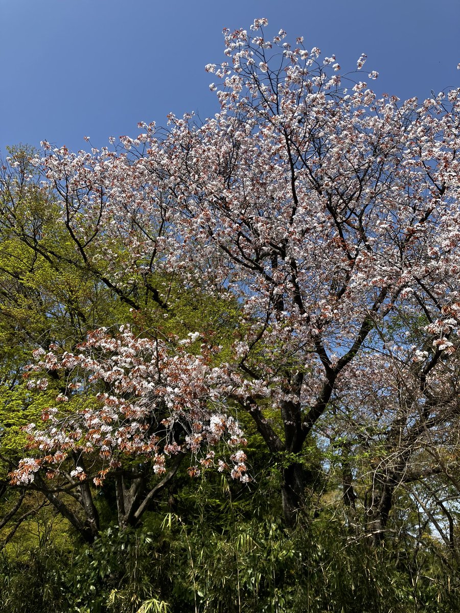 野趣溢れる満開の山桜

山桜は先に赤みを帯びた若葉が開いた後に白い花が咲く

高尾山にて