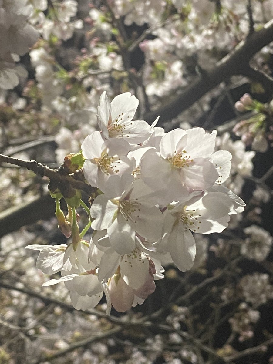 Dietsun0804's tweet photo. 綺麗な桜が撮れました🌸 https://t.co/owPLKh1Cs8