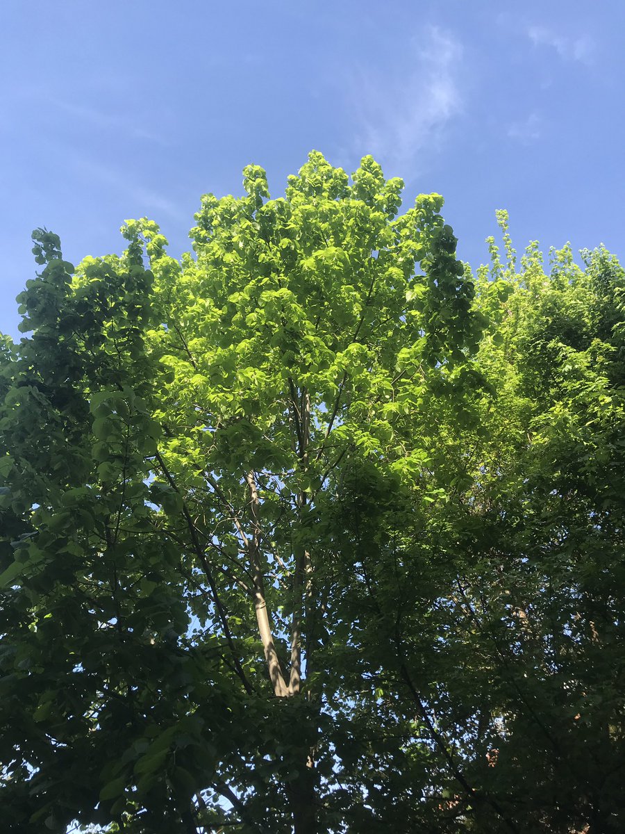 internettchen's tweet photo. Mein Lindenbaum vibriert!
Tausende Bienen summen ihr Lied - in♭= BEE!
#beemajor #buzz #beepop https://t.co/zow87tIhJi