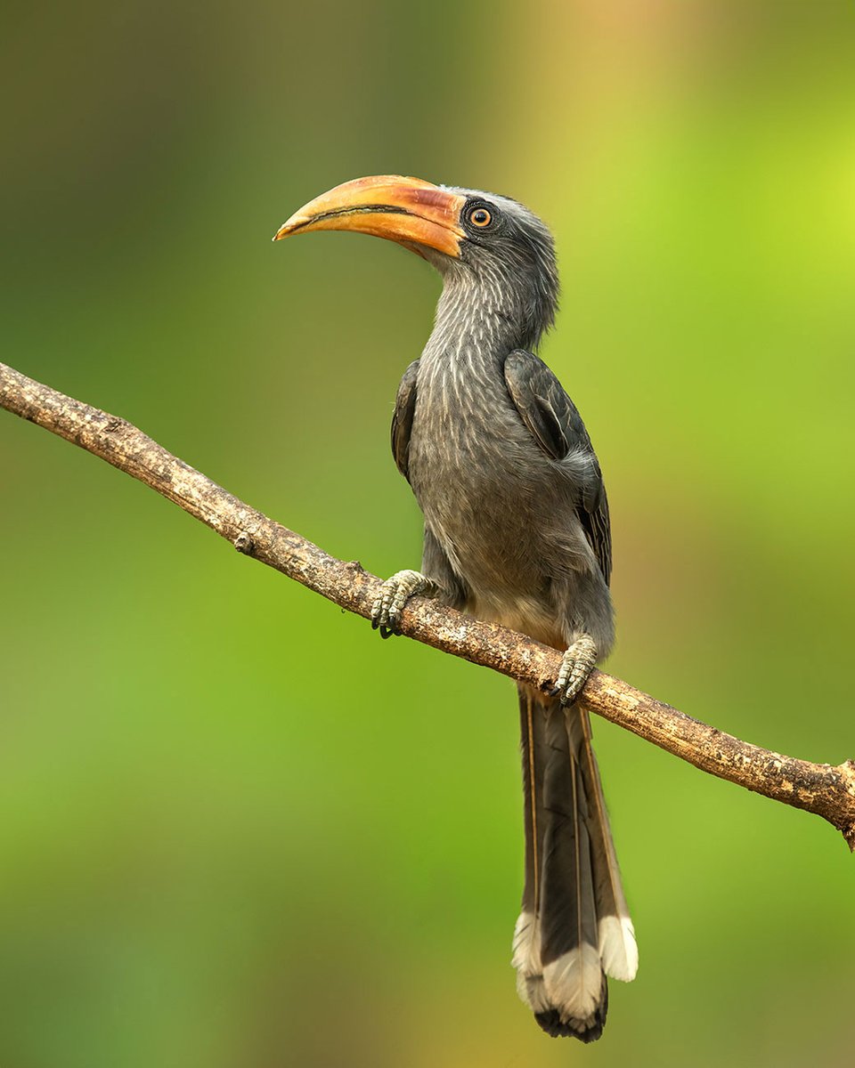 When you're caught sneaking into the house at 3 am.

Featured here is a Malabar grey hornbill.

#DidYouKnow: Hornbills have numerous courtship behaviours, including clattering bills together or engaging in alternating calls similar to a duet.