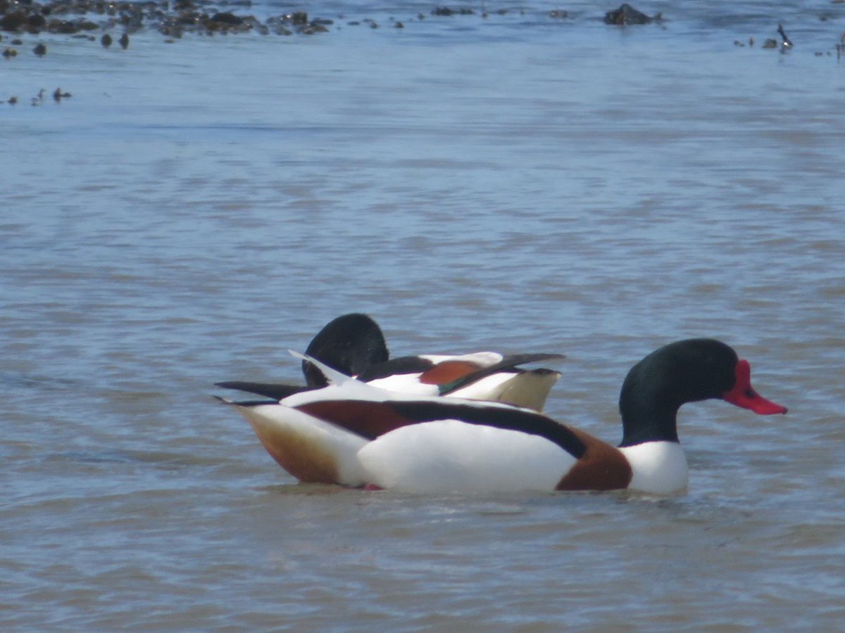 AlasdairGordon1's tweet photo. .@CBWPS1 @BTO_Cornwall @CwallWildlife @Natures_Voice @Britnatureguide @beauty_cornwall A pair of shellduck at Porthilly on Friday afternoon. #shellduck #waterfowl #ducks #birds #Porthilly #Rock  #NorthCornwall #Cornwall https://t.co/6V6szRrG5V