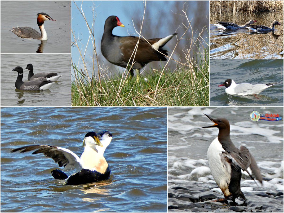 ontdekdenhelder's tweet photo. #vogels die we (bijna) dagelijks zien in #DenHelder - #Fuut (#Grebe) - #Rotgans (#Brent_goose) - #Waterhoen (#Moorhen) - #Grauwe_gans (#Grey_goose) - #Kokmeeuw (#Blackheaded_gull) - #Eider - #Zeekoet (#Guillemot) - #watervogels #birds #BirdsSeenIn2024 #natuur #NaturePhotography https://t.co/hKVNrO8qtA