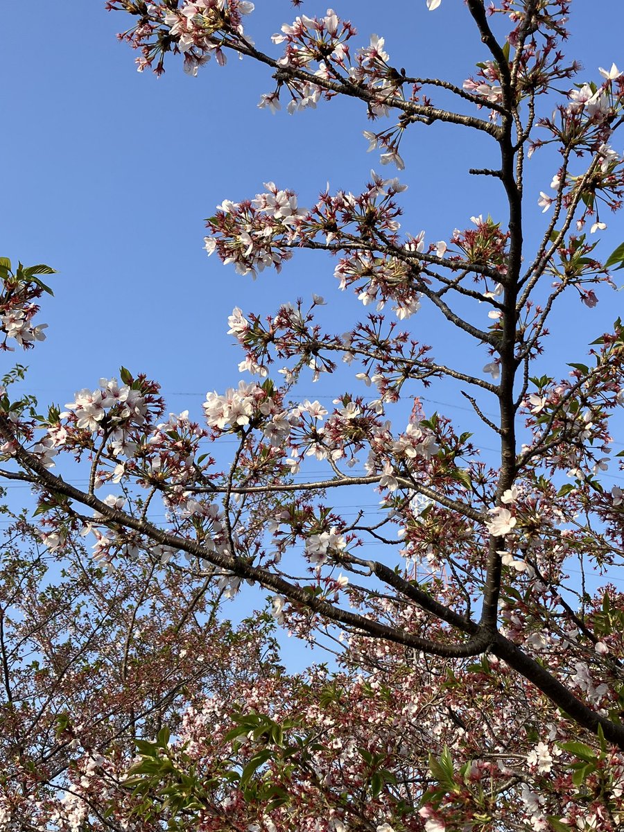 ちょっと葉っぱが増えたけど、静岡市はまだまだ桜が満開🌸
