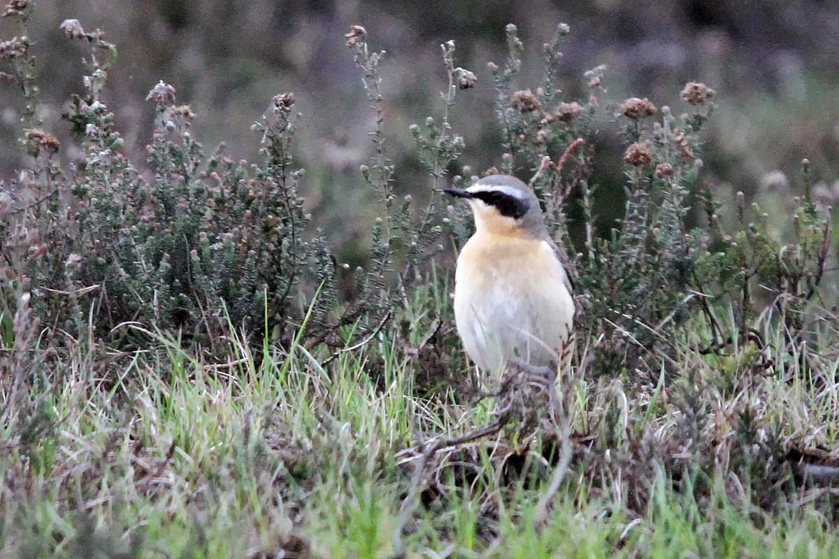 Had a drive out with my Granddaughter yesterday afternoon passing through #BeeleyMoor #Derbyshire nice to see at least 4 Wheaterears on the moor #TwitterNatureCommunity #TwitterNaturePhotography @Derbyshirebirds @DerbysWildlife @NatureUK @Natures_Voice @BirdGuide @Britnatureguide